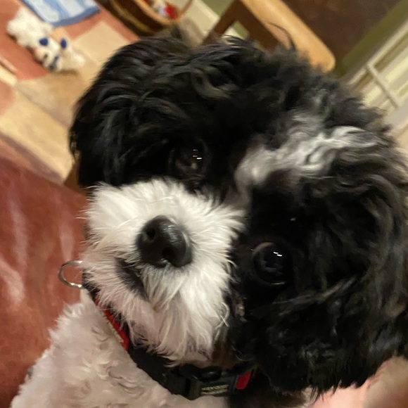 zoeyziti